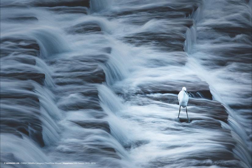 Last year's 3rd place winner in the HIPA "Wildlife Category" was taken by Minming Lin (China). "Water flows steadily from a reservoir, collecting all but the most determined in its dream-like stream."