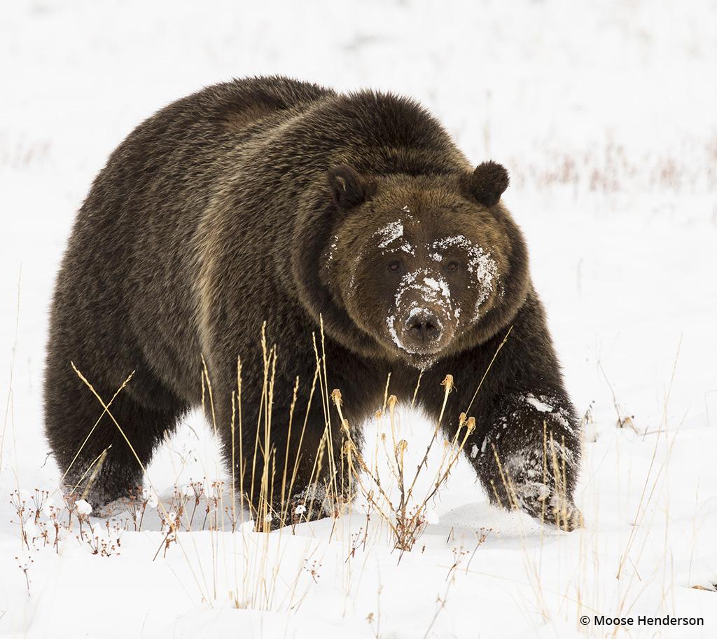 Behind The Shot: Grizzly Bear In The Snow by Moose Henderson—Grand Teton National Park, Jackson, Wyoming