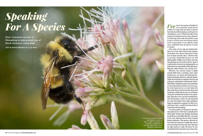 Hope For Native Pollinators