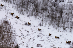 "Elk Herd Moving In Deep Snow" By Jody Partin