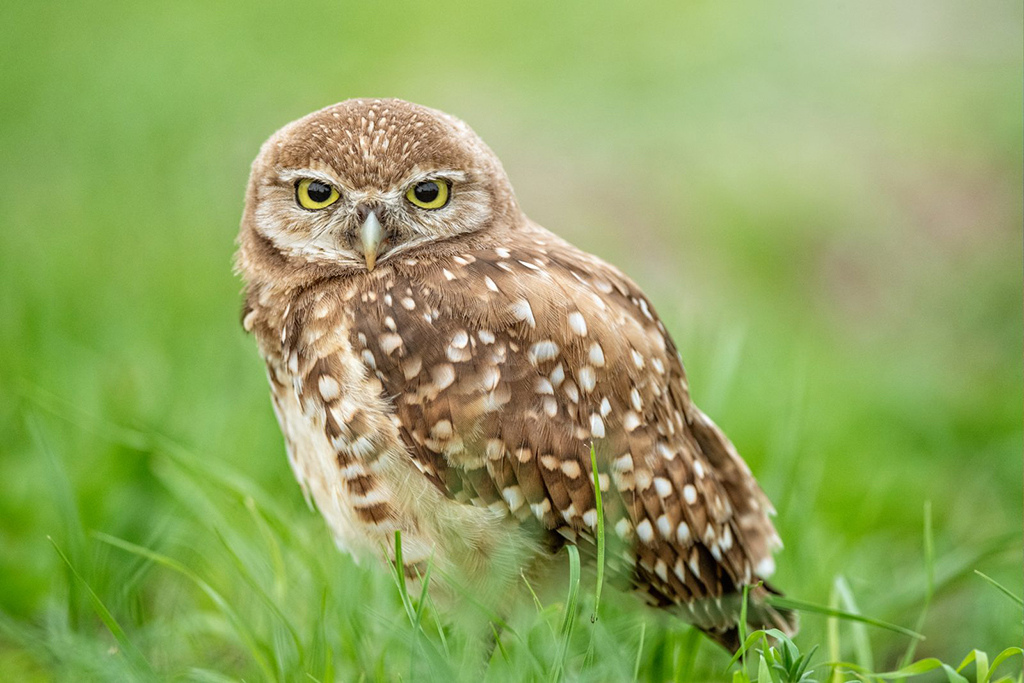 “Burrowing Owl On A Lazy Evening” By Amy Ames