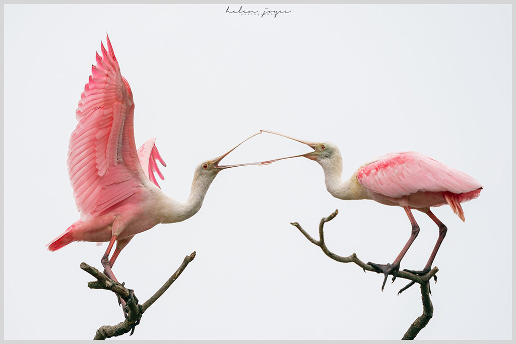 “Pink!” By Helen Joyce