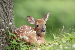 "Fawn Waiting For Mama" By Debbie Quick