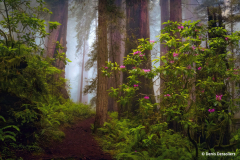 "Redwood Trails" By Denis Dessoliers