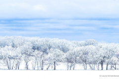 "Snowy Fields" By Laura Schoenbauer