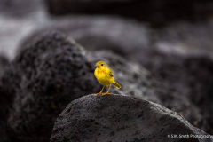 "Yellow Warbler" By Stephen Smith