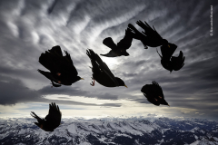 Wind birds by Alessandra Meniconzi, Switzerland — Highly Commended 2020, Behaviour: Birds