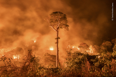 Amazon burning by Charlie Hamilton James, UK — Highly Commended 2020, Wildlife Photojournalism: Single Image