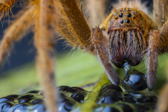 The spider's supper by Jaime Culebras, Spain — Highly Commended 2020, Behaviour: Invertebrates