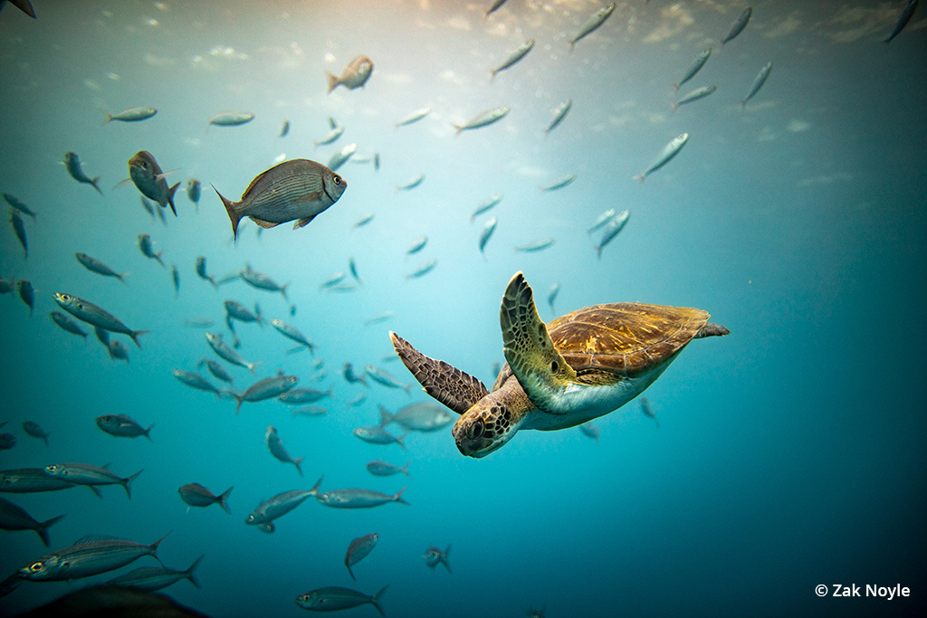 Zak Noyle Slideshow: Underwater Wildlife