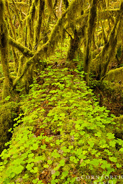 Hoh Rainforest 5 Olympic National Park Washington