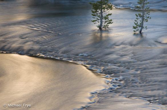 Flooded lodgepole pines along Tenaya Creek