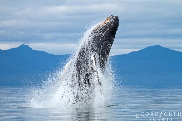 Humpback Whale Breach 100, Frederick Sound, Alaska