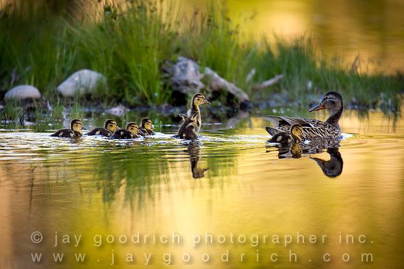 Duck Family, Grand Teton N.P. by Jay Goodrich