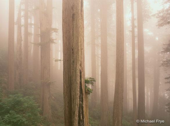 Redwoods in Fog, Del Norte State Park, California