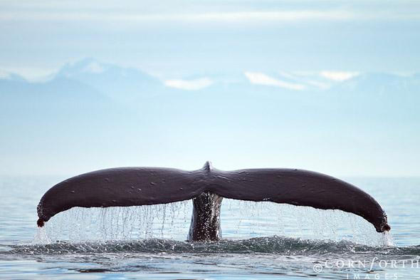 Humpback Whale Tail 100, Frederick Sound, Alaska