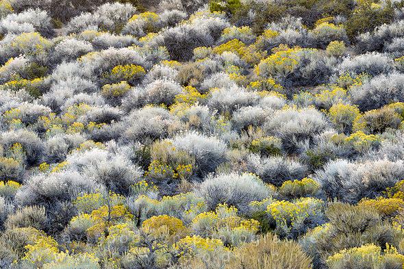 The Rabbitbrush of the Great Basin, California by Jay Goodrich