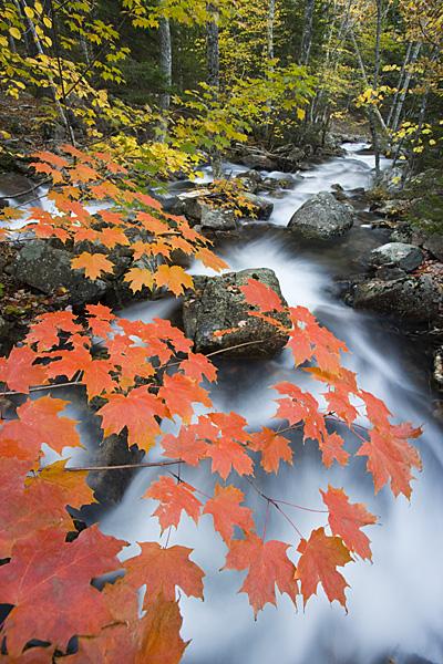 Jordan Stream in fall in Maine's Acadia National Park.  Sugar maple trees.