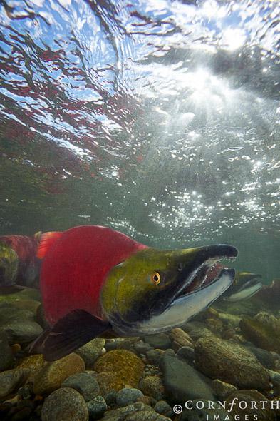 Sockeye Salmon 01, Roderick Haig-Brown Provincial Park, British Columbia