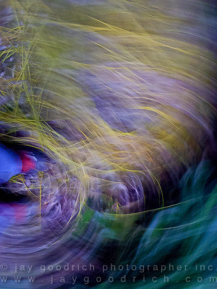 Grass Motion Blur During Hike by Jay Goodrich