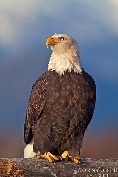 Chilkat Bald Eagle 242, Chilkat Bald Eagle Preserve, Alaska