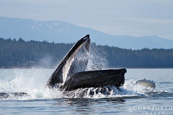Humpback Whales Bubble Feeding 100, Chatham Strait, Alaska