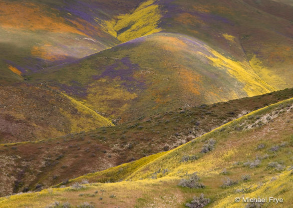 Wildflowers in the Temblor Range, April 3rd, 2010