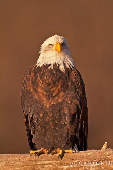 Chilkat Bald Eagle 227, Chilkat Bald Eagle Preserve, Alaska