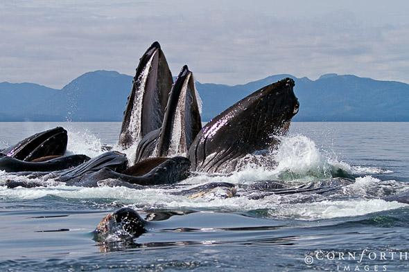 Humpback Whales Bubble Feeding 132, Chatham Strait, Alaska