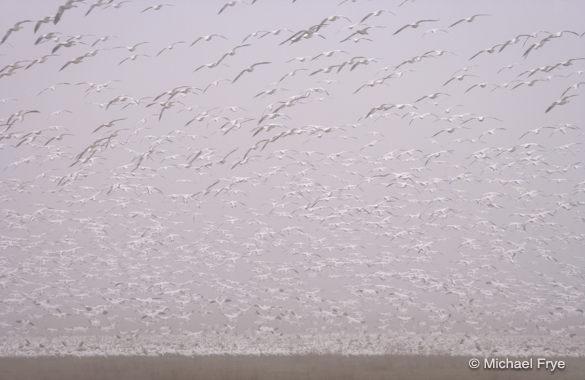 Ross' geese landing, Merced National Wildlife Refuge