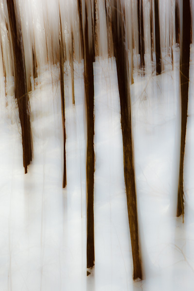 Trees in winter, Abstract. Ashfield, Massachusestts.