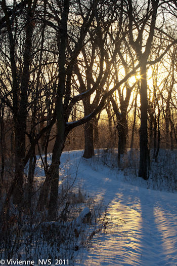 “Late Afternoon, Moraine Hills State Park” by Vivienne Shen