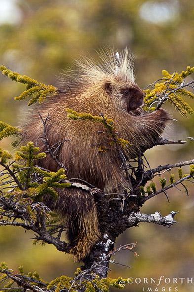 Porcupine in Tree 1, Chugach National Forest, Alaska