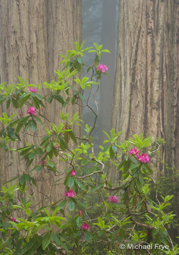 Redwoods and rhododendrons—telephoto view