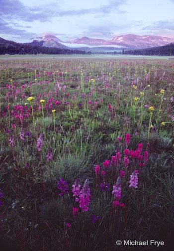 Wildflowers, Tuolumne Meadows, 1986
