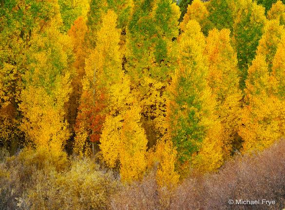 Yellow and green aspens in Lee Vining Canyon (from a few years ago)