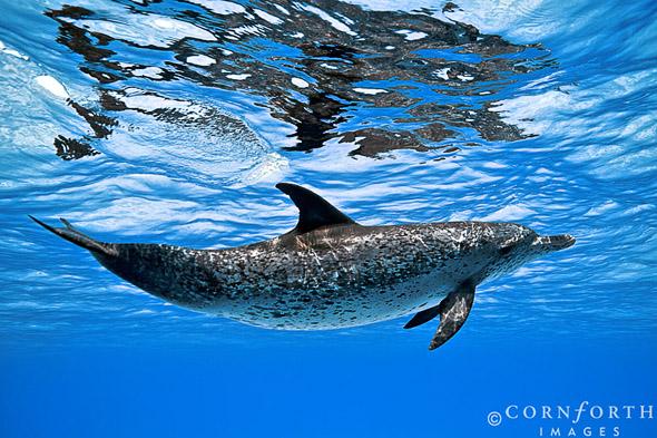 Atlantic Spotted Dolphin 09, Grand Bahama Bank, Bahamas