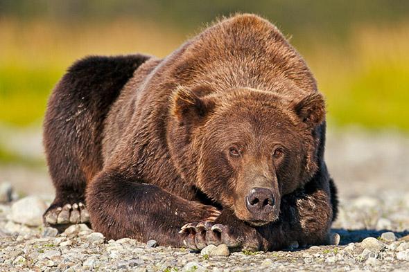 Kukak Brown Bear 01, Katmai National Park, Alaska