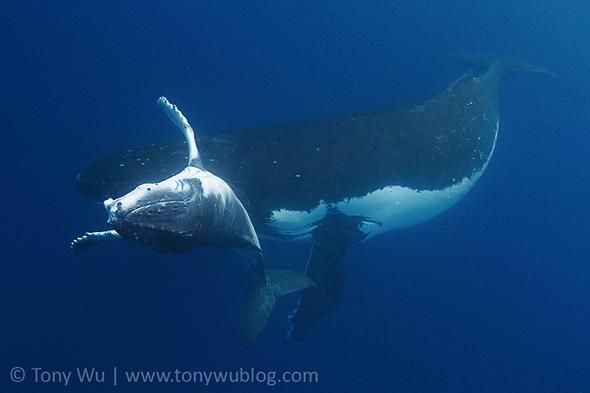 Humpback whale calf playing in front of its mother