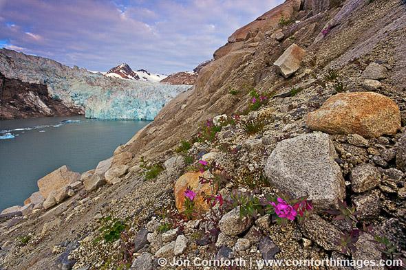 Nellie Juan Glacier Dwarf Fireweed Sunrise 1, Prince William Sound, Alaska