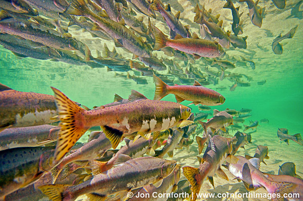 Kuliak Pink Salmon 01, Alaska, USA