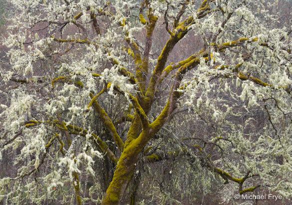 Mossy oak in the rain