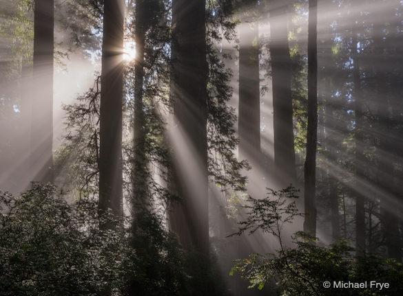 Sunbeams in redwood forest