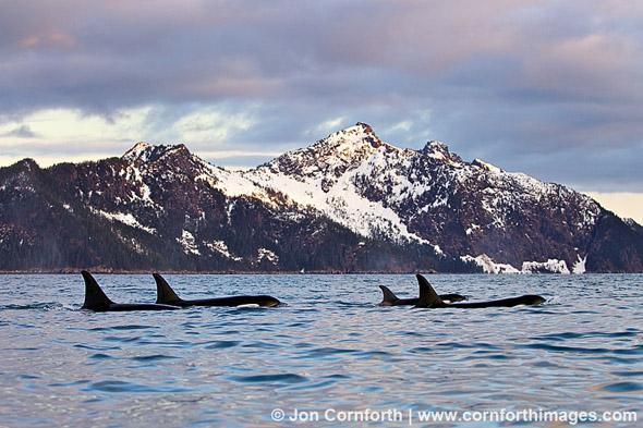 Kenai Orcas 1, Kenai Fjords National Park, Alaska