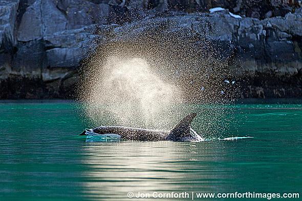 Kenai Orcas Blow 1, Kenai Fjords National Park, Alaska
