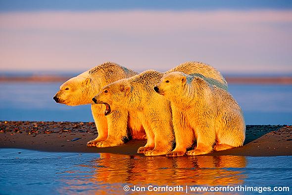 Barter Island Polar Bears 100