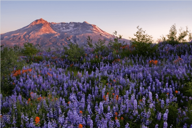Mt. St. Helens 31 Years Since The Day by Matt Purciel 