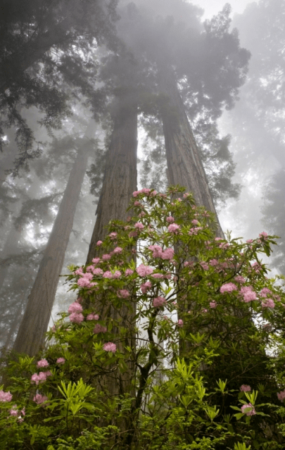 Rhodies & Redwoods by Colleen Miniuk-Sperry  