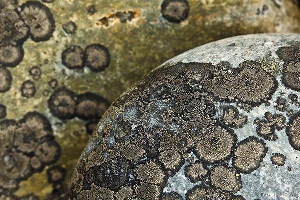 Lichen on cobblestones, Little Cranberry Island, Maine.