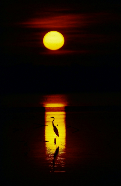 Sunrise Silhouette by Nelson Landry 